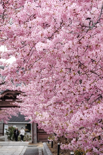 妙林寺 満開の河津桜 | 岡山市北区　かんちゃんさん