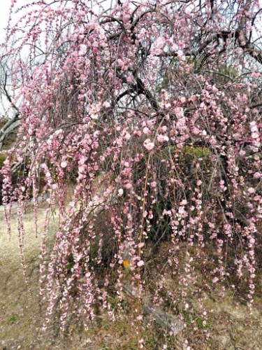 枝垂れ梅満開 | 瀬戸内市　野﨑さん