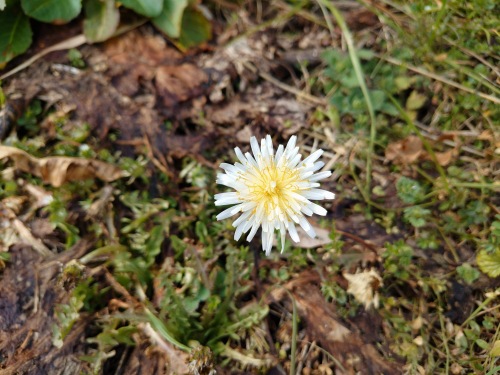 春見つけた | 津山市　yukioさん