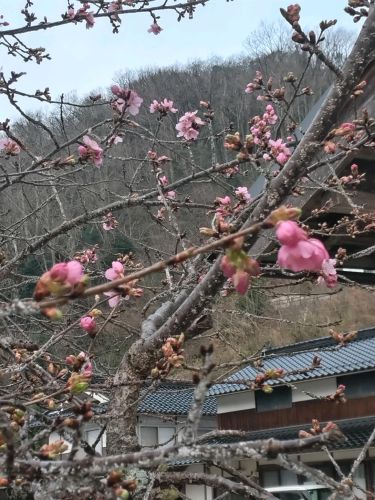 我が家の河津桜 | 新見市　藤澤さん