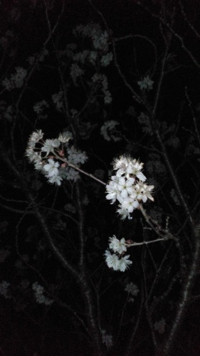 夜の早桜 | 倉敷市　マコチャンさん