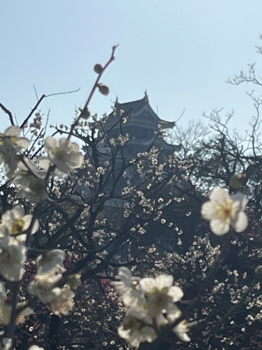 梅見頃 | 岡山市　鬼羅さん