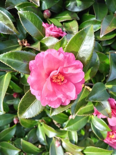 サザンカ | 倉敷市　三宅さん