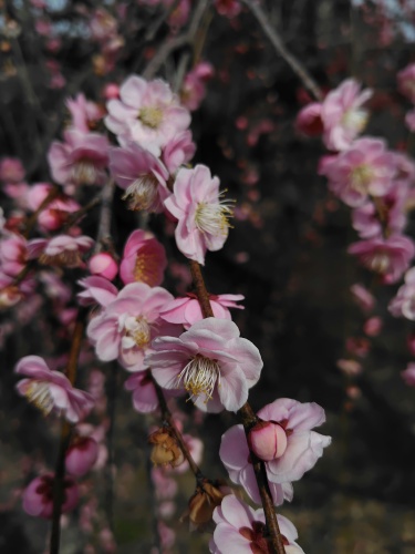 枝垂れ梅満開 | 瀬戸内市　野﨑さん