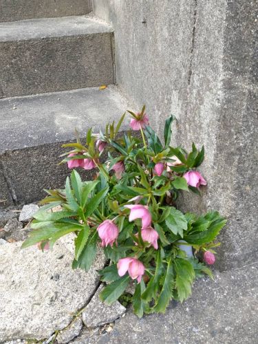 ド根性クリスマスローズ | 倉敷市　咲良フォーエバーさん