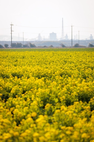 菜の花畑 | 浅口市　kentomさん