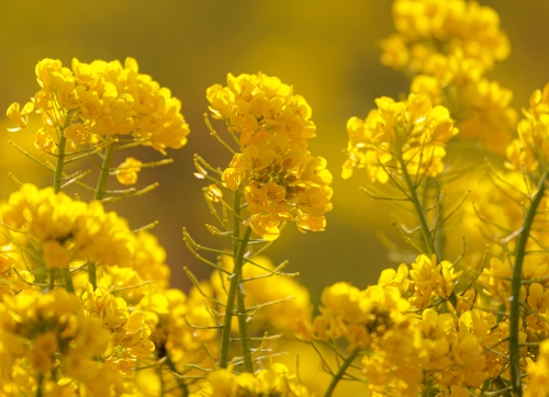 菜の花畑 | 浅口市　kentomさん