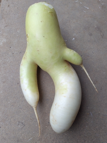 ドデカ大根 | 美作市　K.Yさん