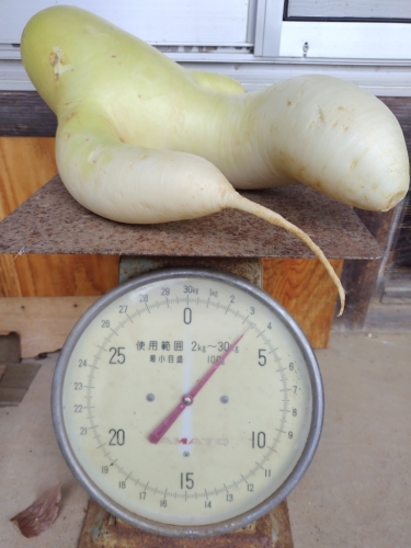 ドデカ大根 | 美作市　K.Yさん