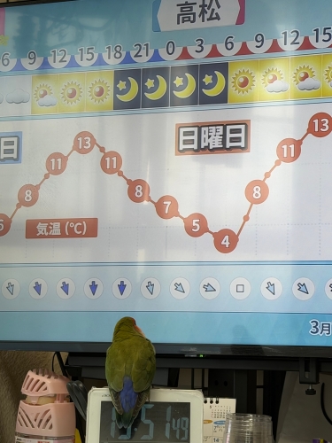 天気が気になるのかな？ | 岡山市　まひろさん
