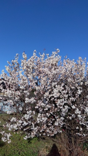 サクランボ満開 | 観音寺市　横山さん