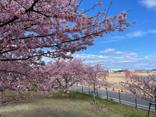 河津桜 | 岡山市　マーさん