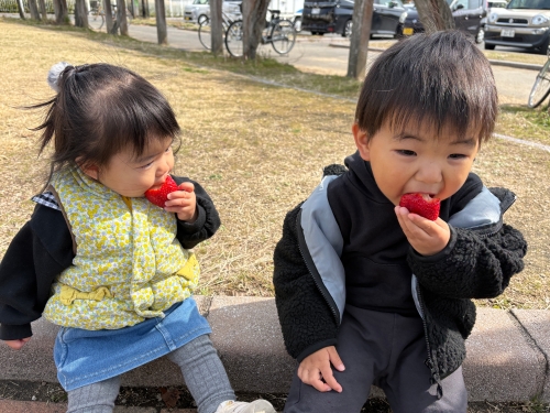 いちごの季節 | 岡山市　まみまるさん