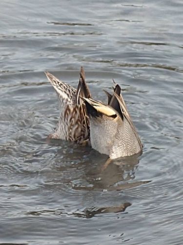 シンクロ | 倉敷市　ささささん