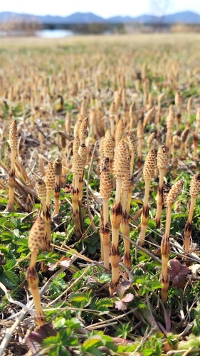 つくしのじゅうたん | 岡山市　こーちゃんさん
