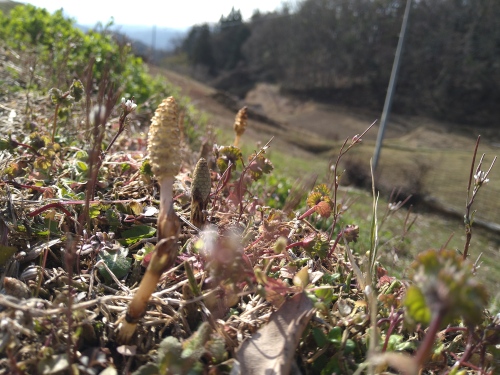 つくし発見 | 高梁市　ゆうじさん
