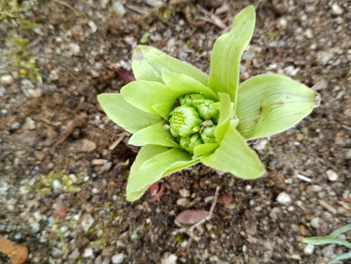 ふきのとう | 津山市　都ワスレさん