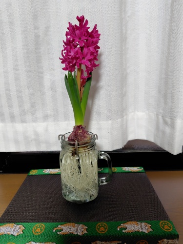 甘い良い香り | 総社市　長谷川さん