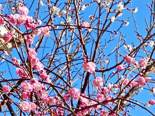 ピンクと白の梅の花 | 浅口市　きょんぴいさん