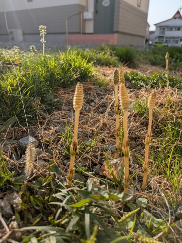 ツクシ | 岡山市　なつゆきさん