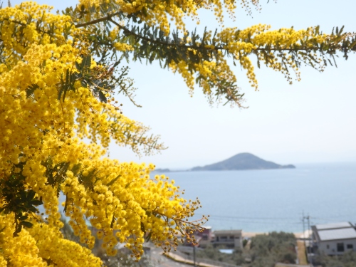 ミモザのフォトフレーム | 高松市　からあげ兄さん