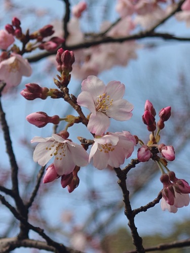 阿智の神代桜(かみよざくら） | 倉敷市　みみみさん