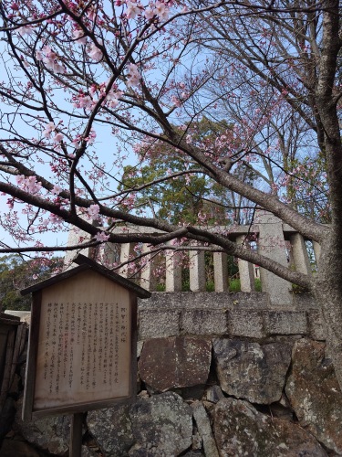 阿智の神代桜(かみよざくら） | 倉敷市　みみみさん