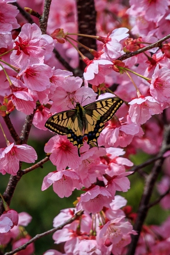 陽光桜 | 浅口市　kentomさん