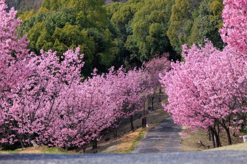 陽光桜 | 浅口市　kentomさん