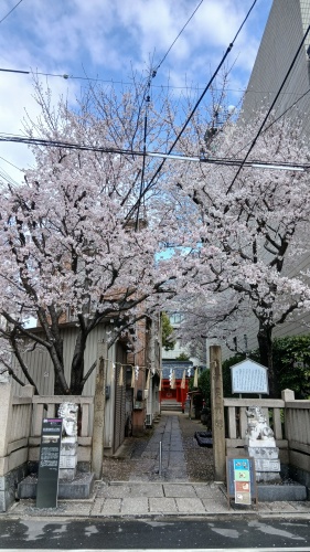 甚九郎稲荷のサクラ | 井原市　原田さん