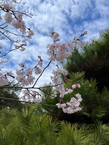 ヒガンザクラ | 倉敷市　かーぽさん