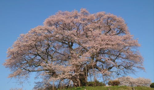 醍醐桜 | 備前市　土橋さん