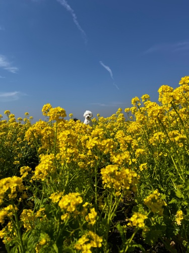 春 | 瀬戸内市　小林さん