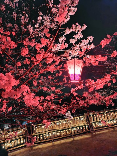 雨直前の夜桜 | 早島町　いしかわさん