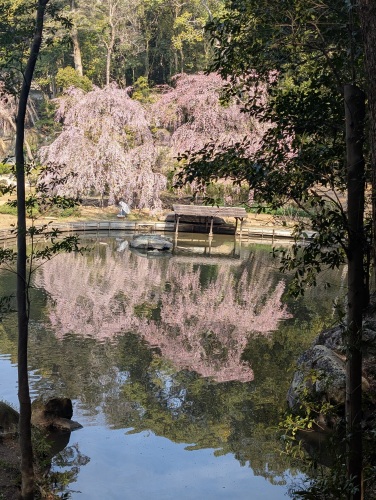 枝垂れ桜見頃 | 岡山市東区　かんちゃんさん