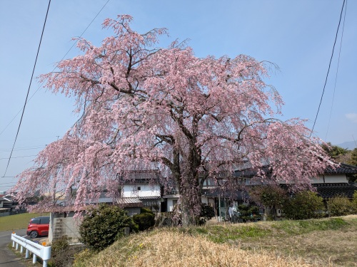 今年も見事！ | 奈義町　神野さん