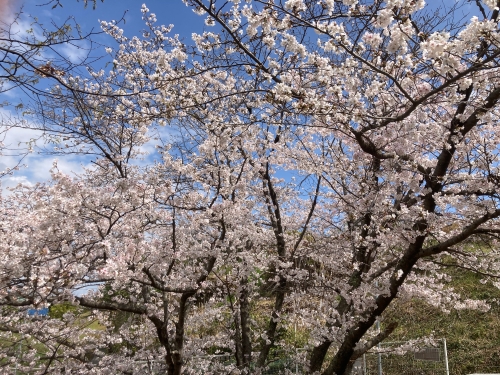 桜が満開 | 倉敷市　カミちゃんさん