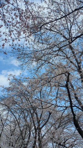 さくらカーニバル | 岡山市　ままーんさん