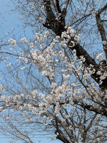 倉敷アイビースクエアの桜 | 倉敷市　タッキーさん