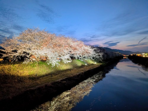 砂川桜並木 | 赤磐市　あゆゆさん