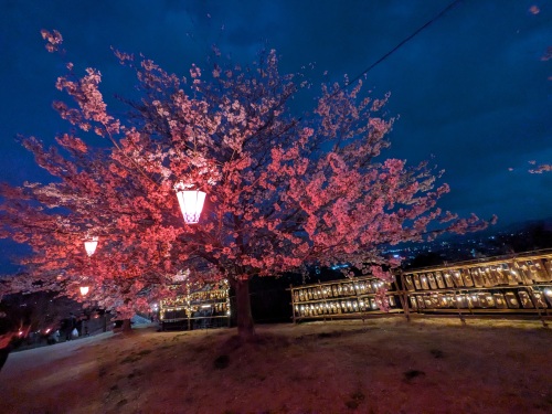 夜桜と夜景と竹あかり | 倉敷市　中島さん