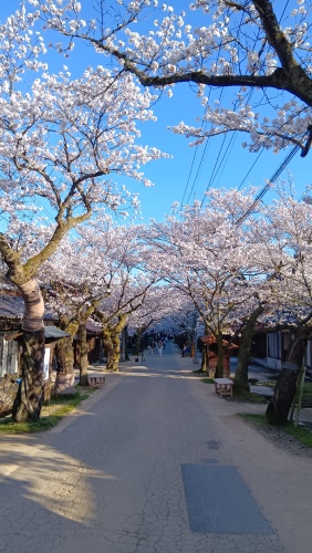 がいせん桜 | 新庄村　オバQゼブラさん