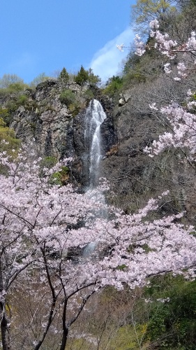 桜と不動の滝