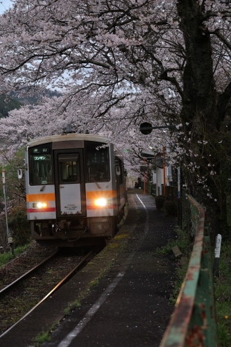 桜と列車