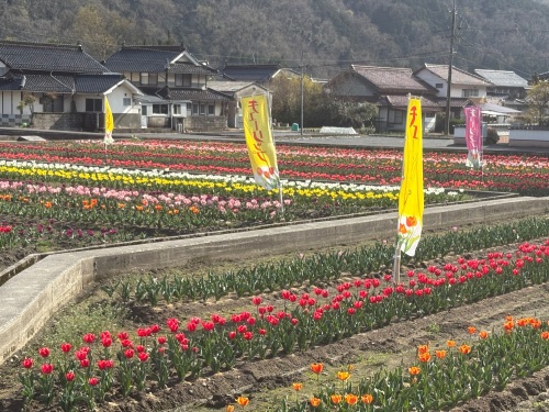 カラフルなチューリップ