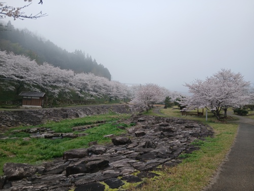 てったせせらぎ公園の桜