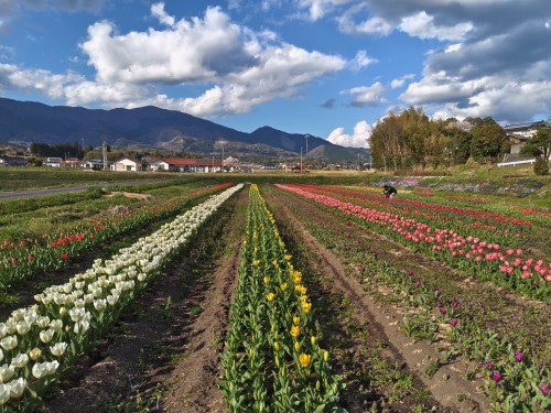 咲いた～咲いた～♫