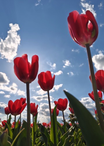 咲いた～咲いた～♫