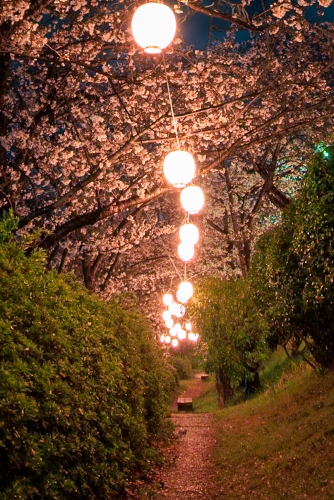 夜桜