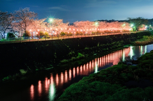 夜桜